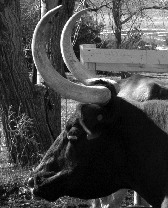 Longhorn cow
